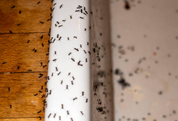 Best Bed Bug Extermination  in Homeland Park, SC